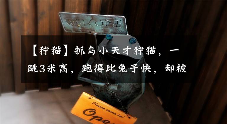 【狞猫】抓鸟小天才狞猫，一跳3米高，跑得比兔子快，却被人当成狗来使唤