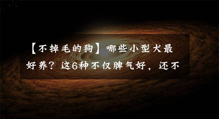 【不掉毛的狗】哪些小型犬最好养?这6种不仅脾气好,还不掉毛