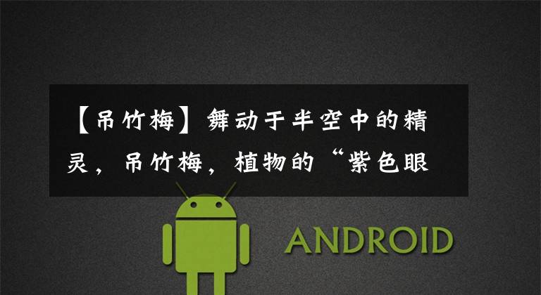 【吊竹梅】舞动于半空中的精灵，吊竹梅，植物的“紫色眼影”