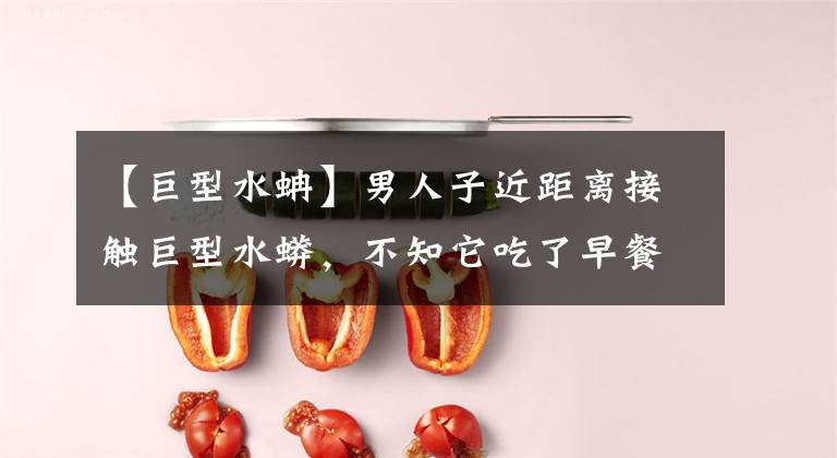 【巨型水蚺】男人子近距离接触巨型水蟒，不知它吃了早餐吗？