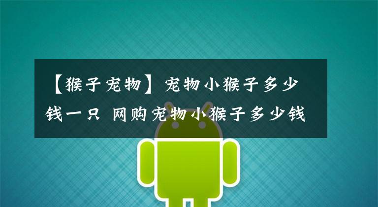 【猴子宠物】宠物小猴子多少钱一只 网购宠物小猴子多少钱
