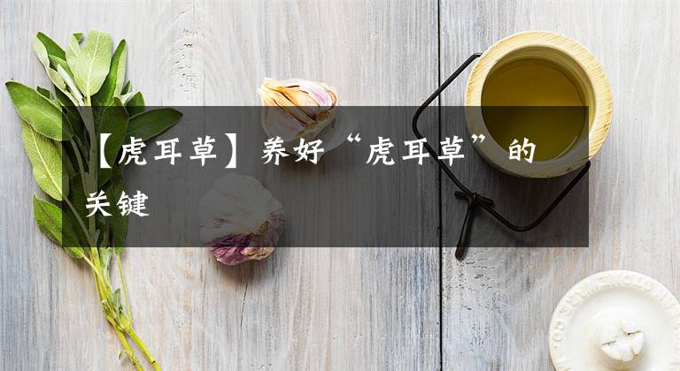 【虎耳草】养好“虎耳草”的关键