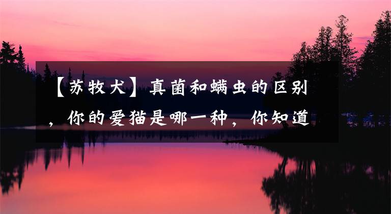 【苏牧犬】真菌和螨虫的区别,你的爱猫是哪一种,你知道吗?