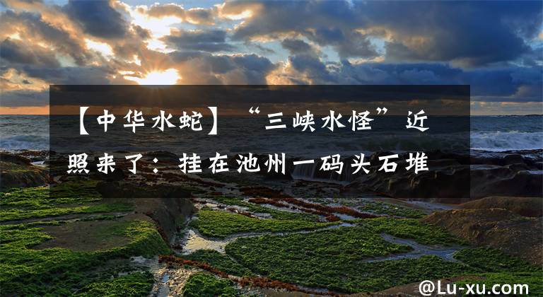 【中华水蛇】“三峡水怪”近照来了：挂在池州一码头石堆上，疑似黑塑料布