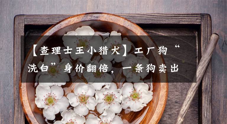 【查理士王小猎犬】工厂狗“洗白”身价翻倍,一条狗卖出1万美元,拍卖会“救”狗,是善举还是作秀?