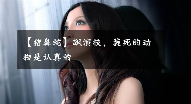 【猪鼻蛇】飙演技，装死的动物是认真的