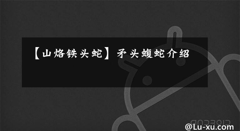 【山烙铁头蛇】矛头蝮蛇介绍