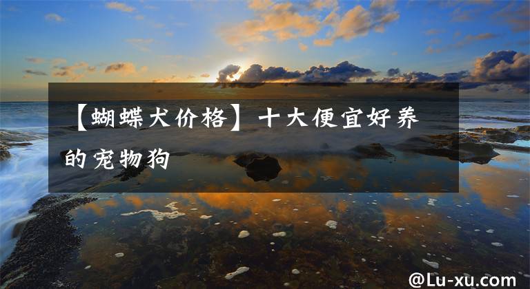 【蝴蝶犬价格】十大便宜好养的宠物狗