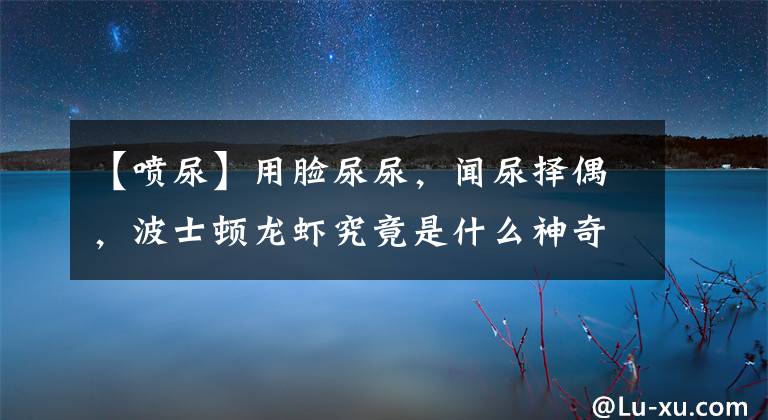 【喷尿】用脸尿尿,闻尿择偶,波士顿龙虾究竟是什么神奇物种?