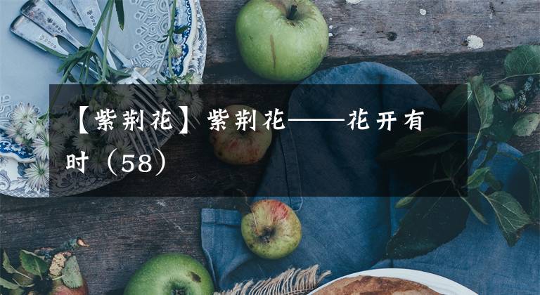 【紫荆花】紫荆花——花开有时(58)