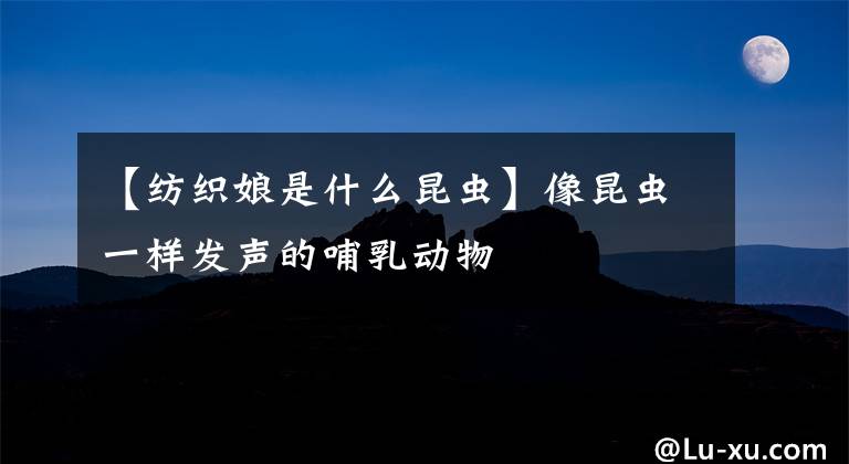 【纺织娘是什么昆虫】像昆虫一样发声的哺乳动物