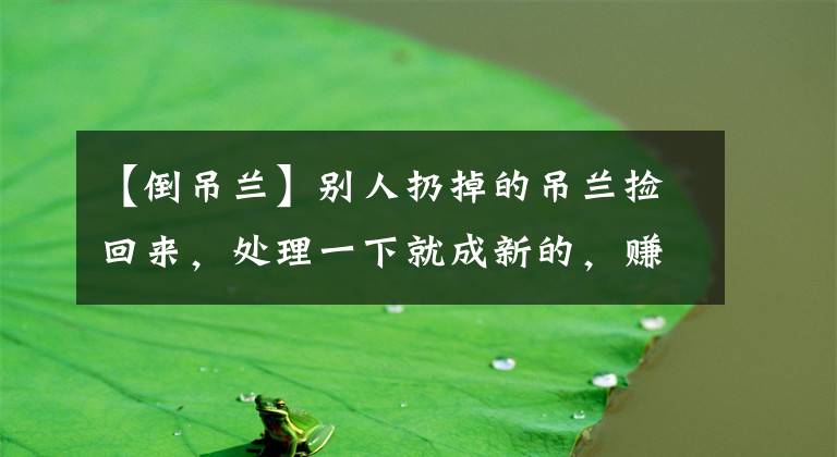 【倒吊兰】别人扔掉的吊兰捡回来,处理一下就成新的,赚大了