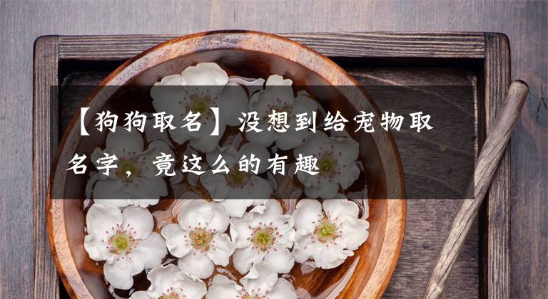 【狗狗取名】没想到给宠物取名字，竟这么的有趣