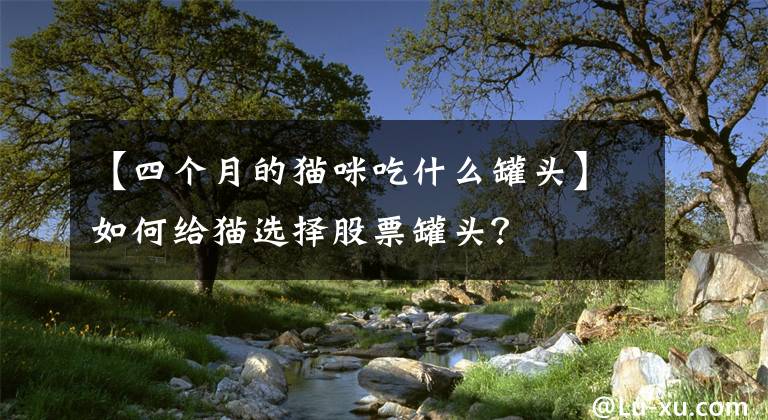 【四个月的猫咪吃什么罐头】如何给猫选择股票罐头?