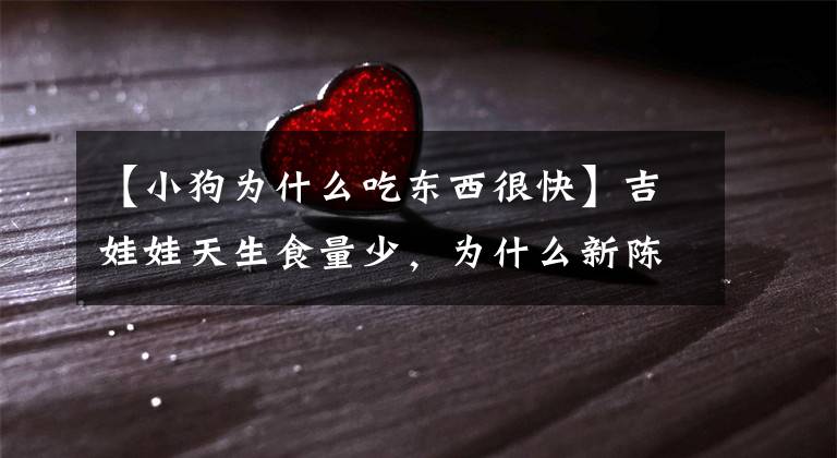 【小狗为什么吃东西很快】吉娃娃天生食量少,为什么新陈代谢快?
