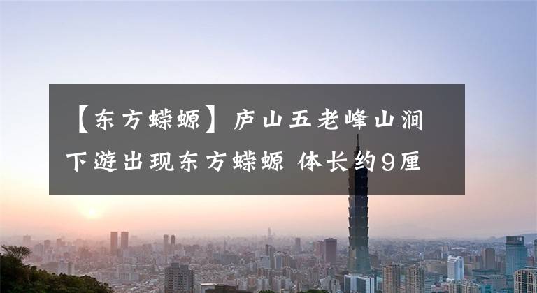 【东方蝾螈】庐山五老峰山涧下游出现东方蝾螈 体长约9厘米