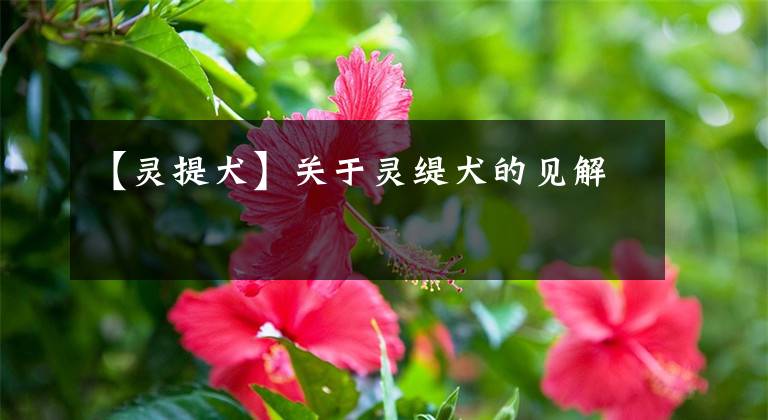 【灵提犬】关于灵缇犬的见解