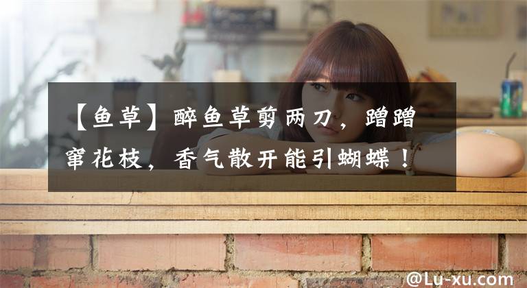 【鱼草】醉鱼草剪两刀,蹭蹭窜花枝,香气散开能引蝴蝶!