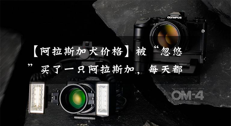 【阿拉斯加犬价格】被“忽悠”买了一只阿拉斯加,每天都在后悔中度过