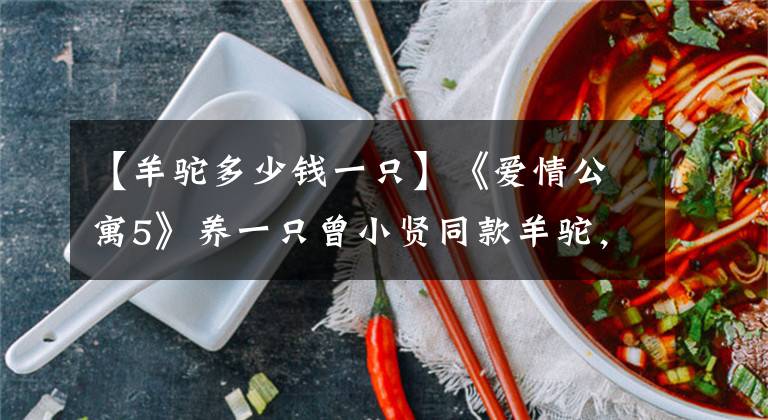 【羊驼多少钱一只】《爱情公寓5》养一只曾小贤同款羊驼,需要多少钱?价格超乎想象