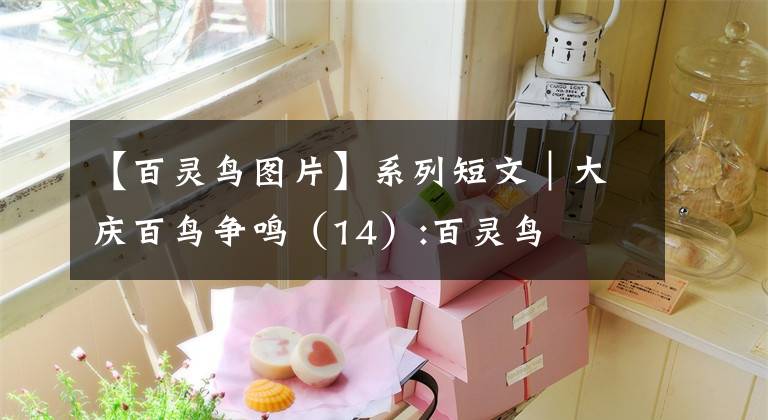 【百灵鸟图片】系列短文|大庆百鸟争鸣(14):百灵鸟