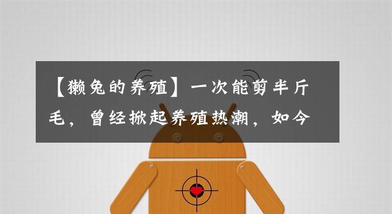 【獭兔的养殖】一次能剪半斤毛，曾经掀起养殖热潮，如今为何销声匿迹了？