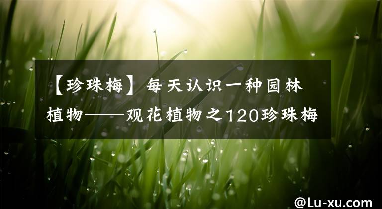 【珍珠梅】每天认识一种园林植物——观花植物之120珍珠梅