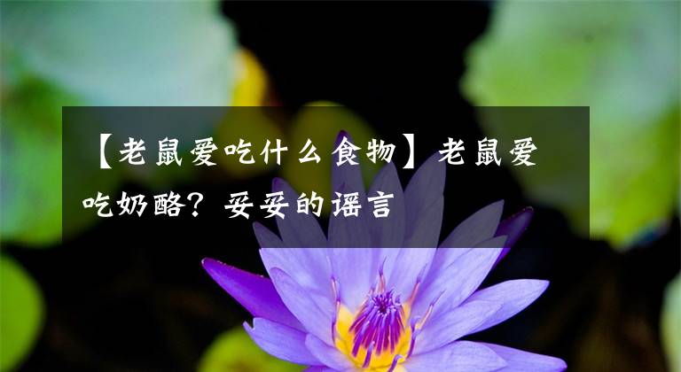 【老鼠爱吃什么食物】老鼠爱吃奶酪？妥妥的谣言