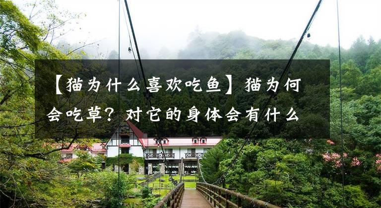 【猫为什么喜欢吃鱼】猫为何会吃草？对它的身体会有什么影响吗？