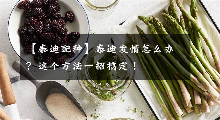 【泰迪配种】泰迪发情怎么办?这个方法一招搞定!