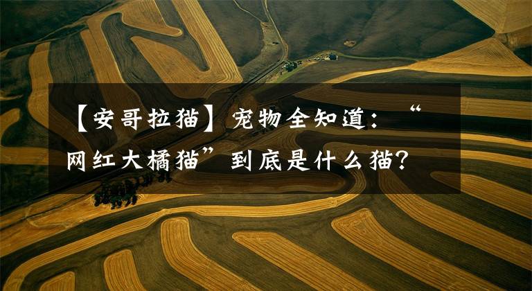 【安哥拉猫】宠物全知道:“网红大橘猫”到底是什么猫?《大橘为重(上)》