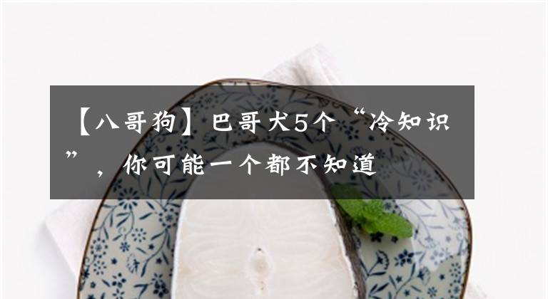 【八哥狗】巴哥犬5个“冷知识”,你可能一个都不知道