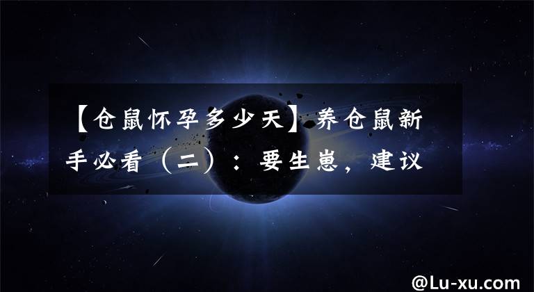 【仓鼠怀孕多少天】养仓鼠新手必看（二）：要生崽，建议收藏哦