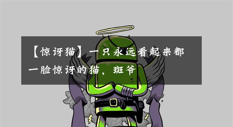 【惊讶猫】一只永远看起来都一脸惊讶的猫,斑爷