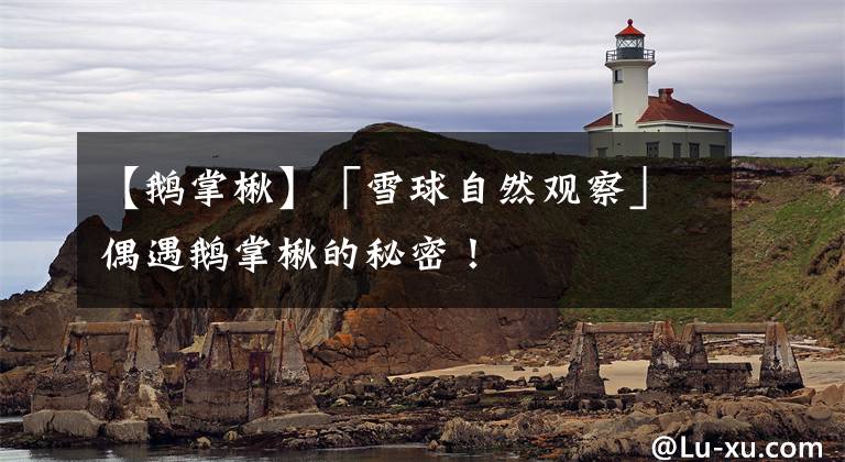 【鹅掌楸】「雪球自然观察」偶遇鹅掌楸的秘密！