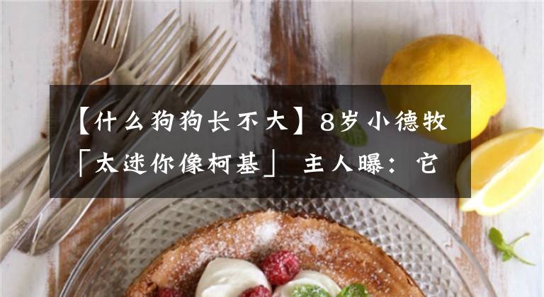 【什么狗狗长不大】8岁小德牧「太迷你像柯基」 主人曝：它再也长不大!