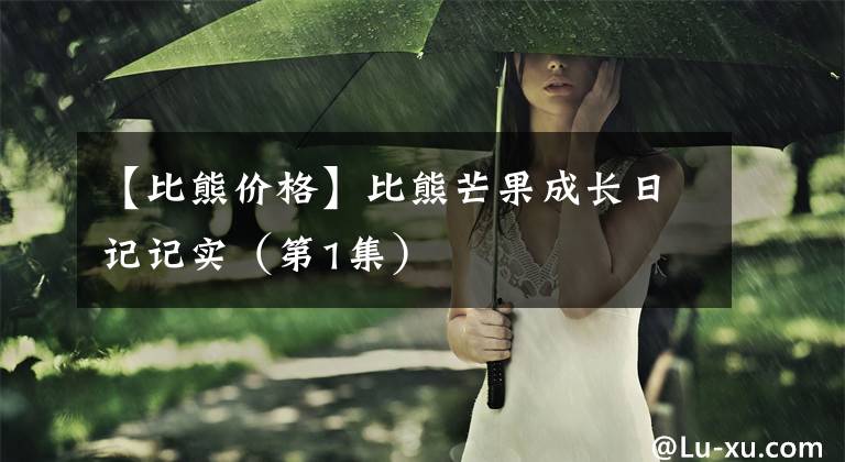 【比熊价格】比熊芒果成长日记记实（第1集）