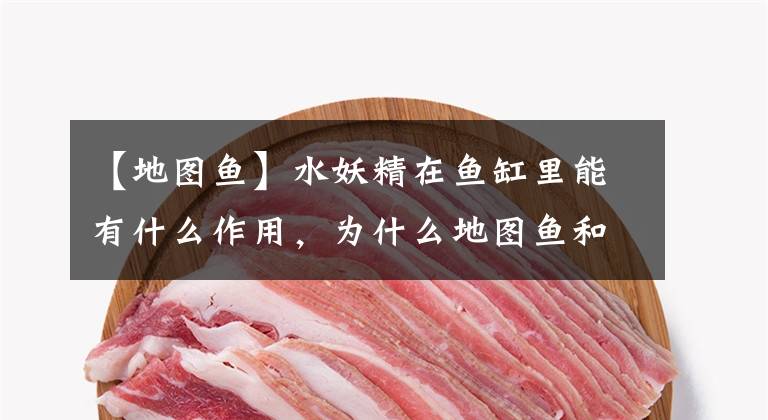 【地图鱼】水妖精在鱼缸里能有什么作用,为什么地图鱼和金鱼缸里都有放置?