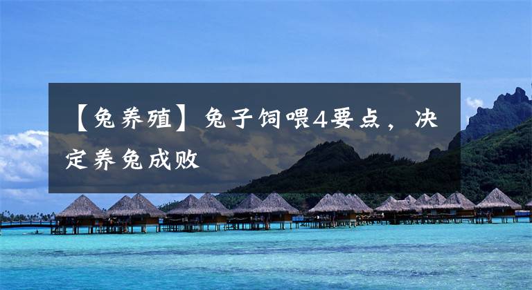 【兔养殖】兔子饲喂4要点,决定养兔成败