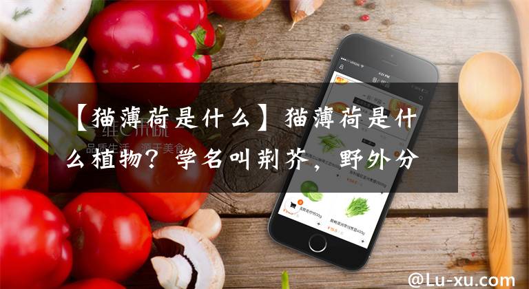 【猫薄荷是什么】猫薄荷是什么植物？学名叫荆芥，野外分布广，是民间“通用”草本