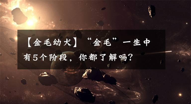 【金毛幼犬】“金毛”一生中有5个阶段,你都了解吗?