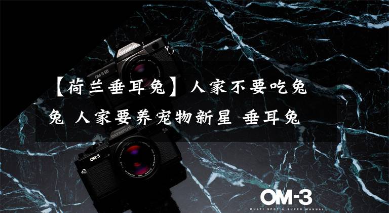 【荷兰垂耳兔】人家不要吃兔兔 人家要养宠物新星 垂耳兔 啦~