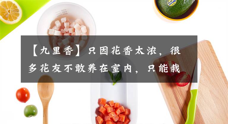 【九里香】只因花香太浓，很多花友不敢养在室内，只能栽种在院子里