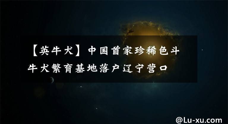 【英牛犬】中国首家珍稀色斗牛犬繁育基地落户辽宁营口