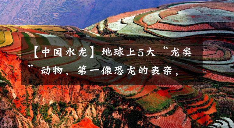 【中国水龙】地球上5大“龙类”动物，第一像恐龙的表亲，第三中国水龙