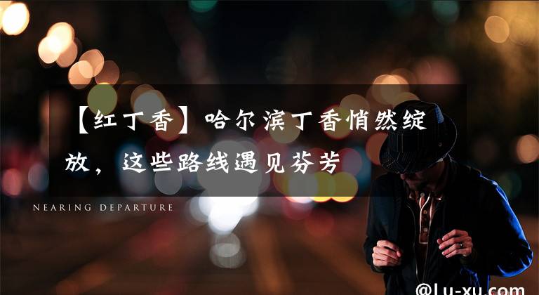 【红丁香】哈尔滨丁香悄然绽放,这些路线遇见芬芳