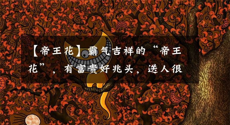 【帝王花】霸气吉祥的“帝王花”,有富贵好兆头,送人很合适