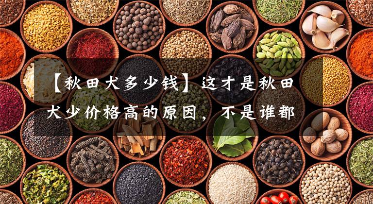 【秋田犬多少钱】这才是秋田犬少价格高的原因，不是谁都养得起