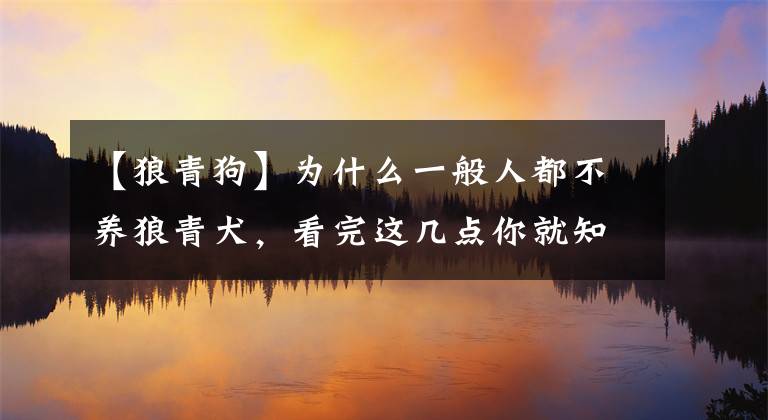 【狼青狗】为什么一般人都不养狼青犬，看完这几点你就知道