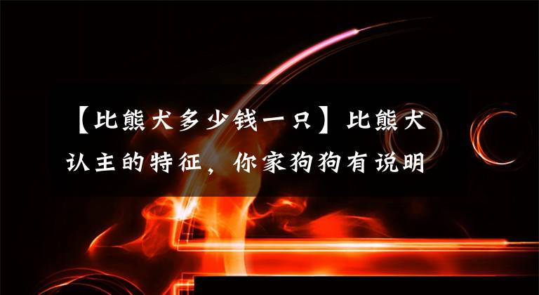 【比熊犬多少钱一只】比熊犬认主的特征，你家狗狗有说明已经被“养熟”了